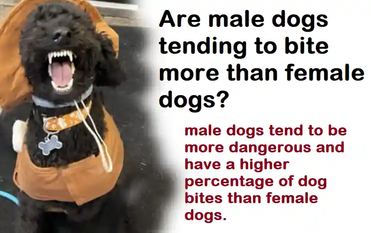 Are male dogs tending to bite more than female dogs?