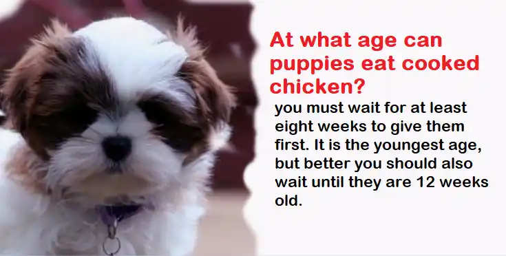 At what age can puppies eat cooked chicken?