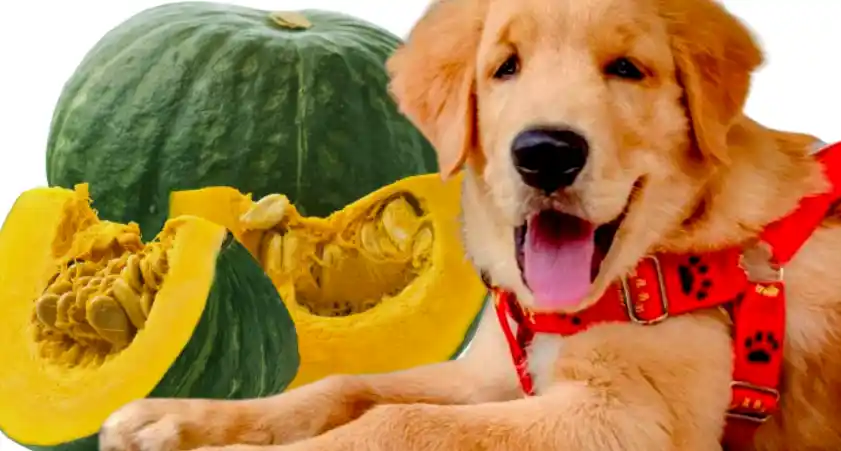 Can Dogs Eat Pumpkin And Sweet Potato?