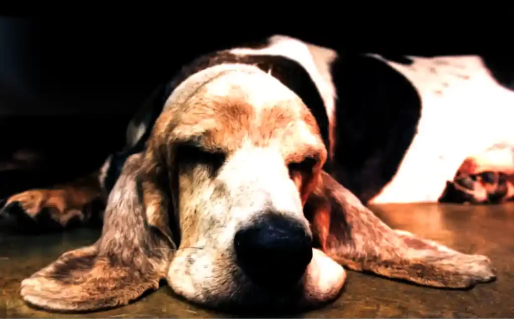 How do animals like dogs wake up from a dead sleep so fast?