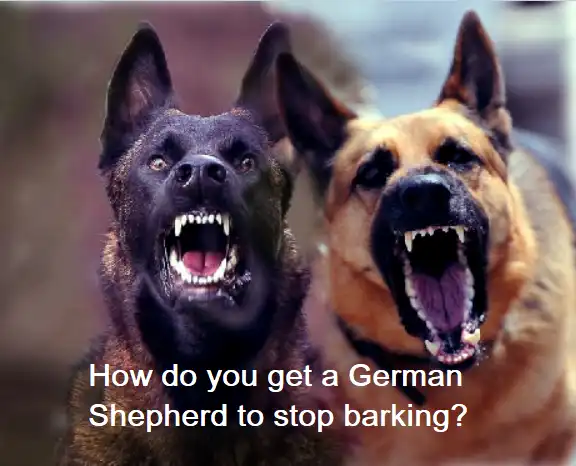 How do you get a German Shepherd to stop barking?