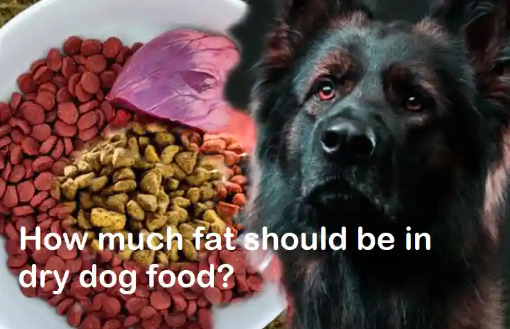 How much fat should be in dry dog food?