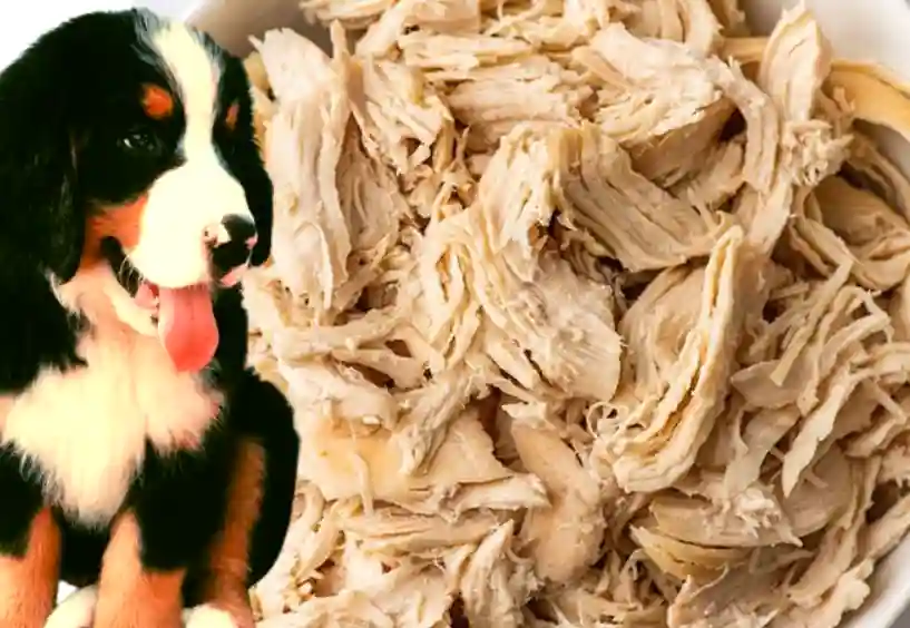 How to Boil Chicken for Dogs?