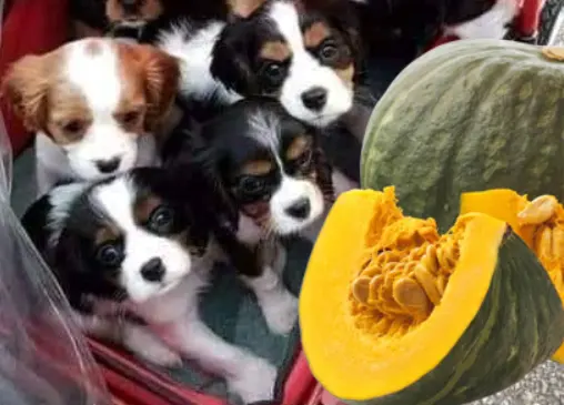 Is Potato Or Sweet Potato Better For Small Puppies?