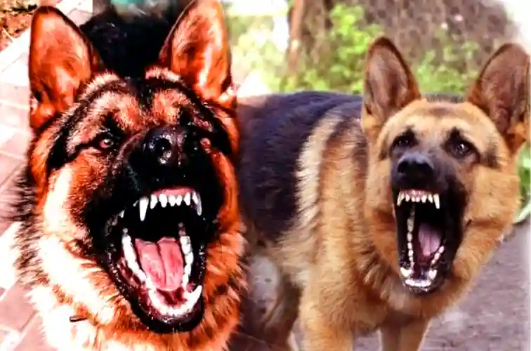 Is it normal for German Shepherds to growl at everything?