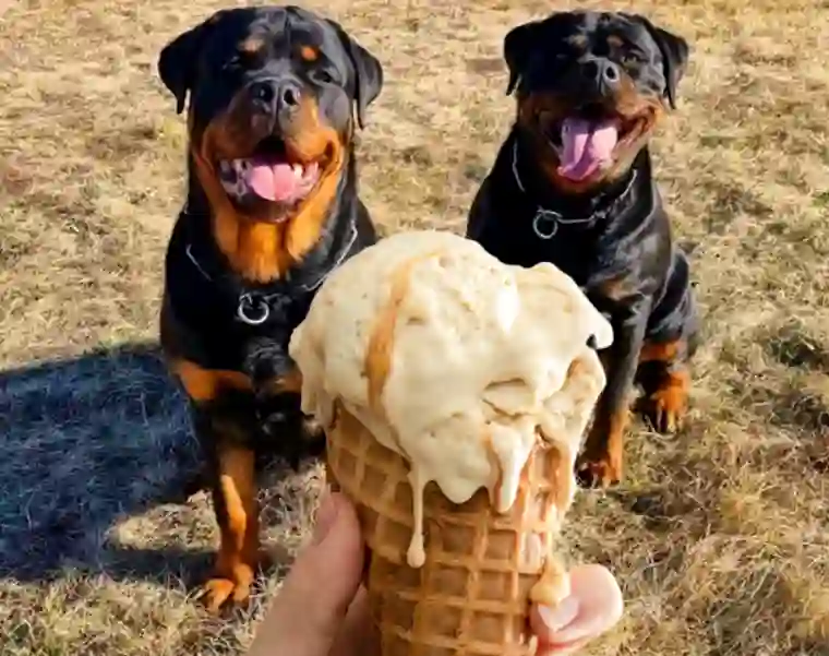 Is vanilla ice cream bad for my dogs to eat?
