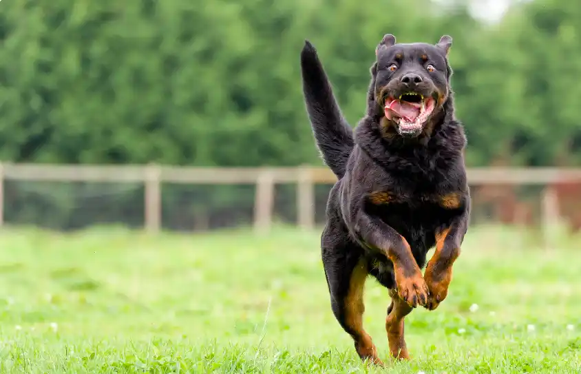 Male Dogs More Aggressive Than Female Dogs
