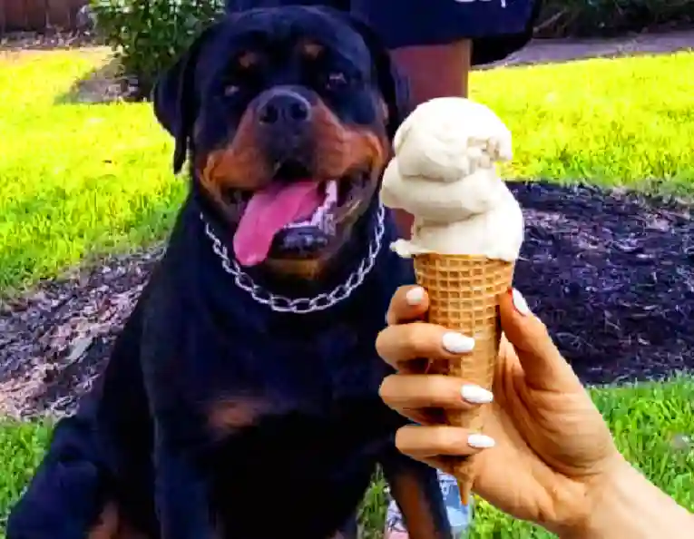 What do I do if my dog is addicted to eating ice cream?