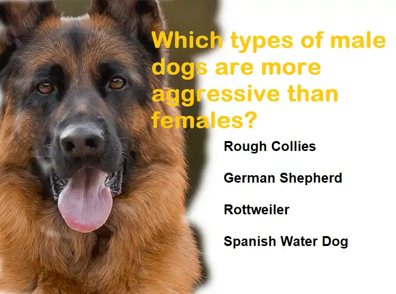 Which types of male dogs are more aggressive than females?