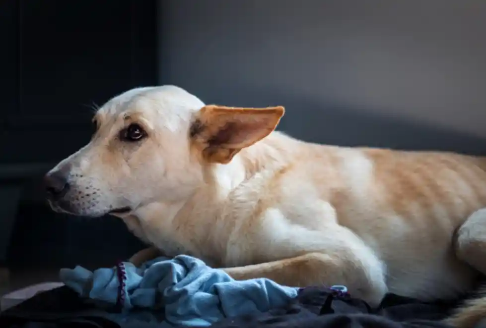 Why do dogs wake up so early?