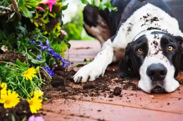 What smell do dogs hate to stop digging?