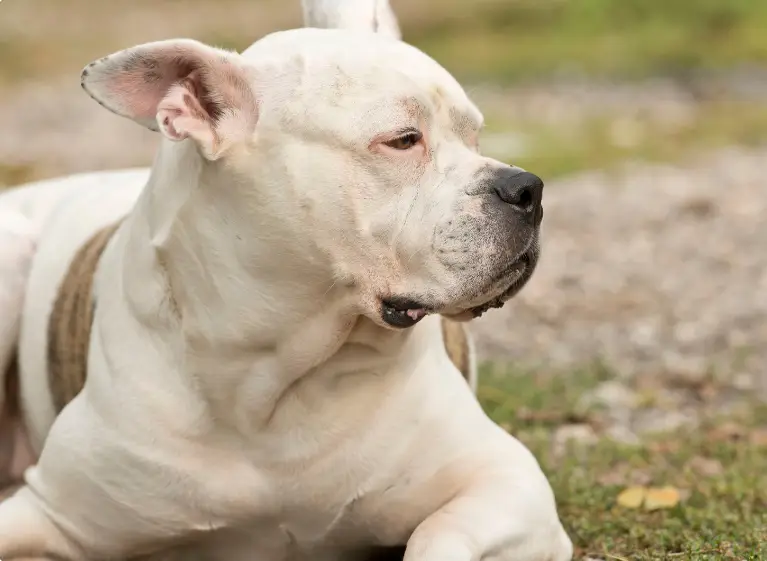 Are Pit bulls Naturally Strong?