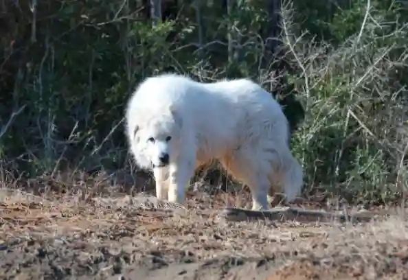 Are the Great Pyrenees bad dogs?