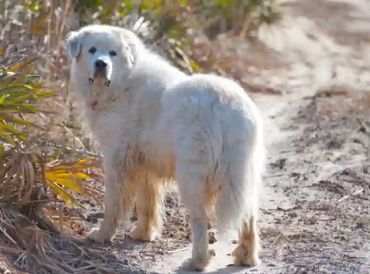 Are the Great Pyrenees good house dogs?