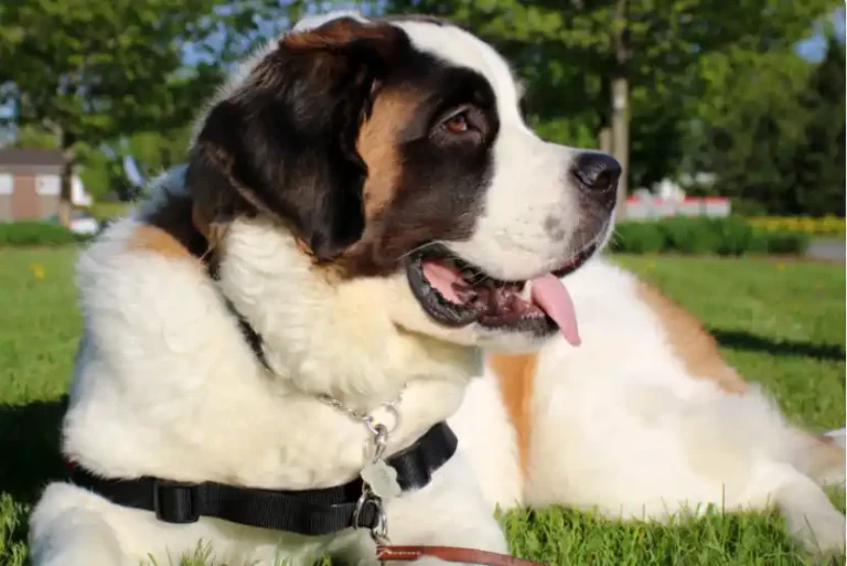 Why Do St. Bernard Dogs Attack Their Owners?