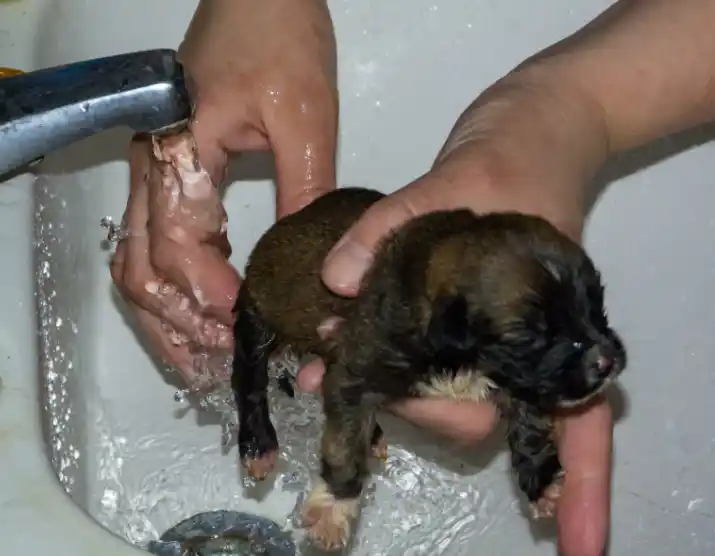 Can I Give A Bath To A 2-3 Month-Old Puppy?