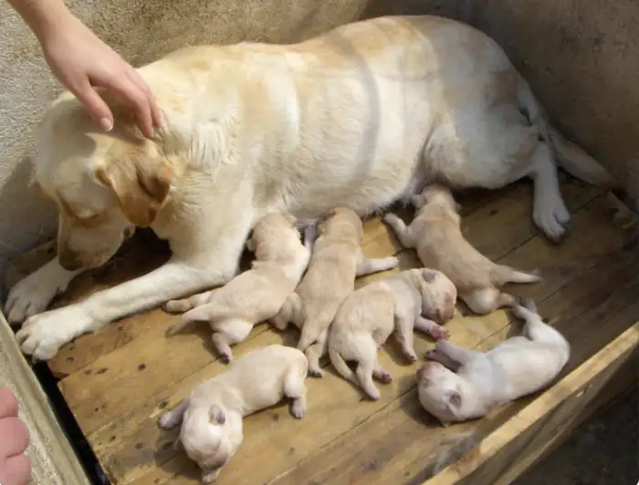 Can You Leave Newborn Puppies Alone With Their Mom? [Vet Advice]