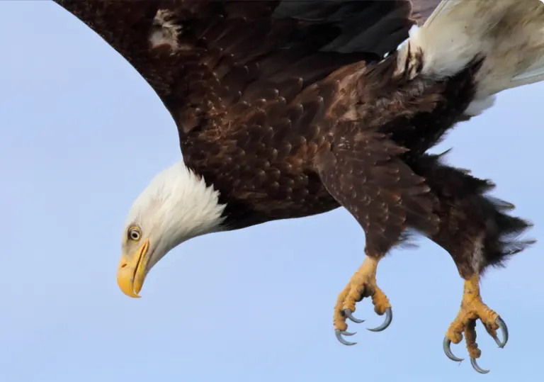 Can an eagle pick up a small dog