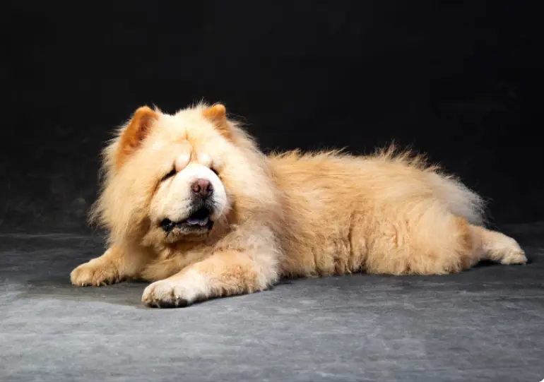 Do Chow Chows Bite Their Owners