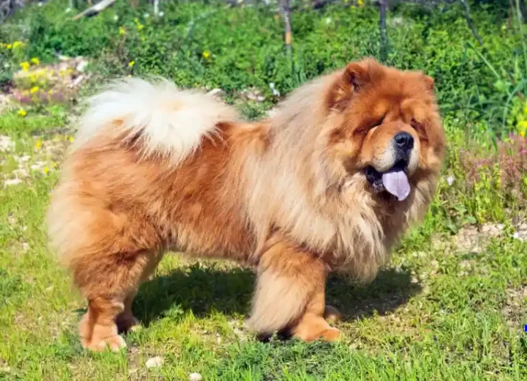 How Dangerous Can A Chow Chow Dog Be?