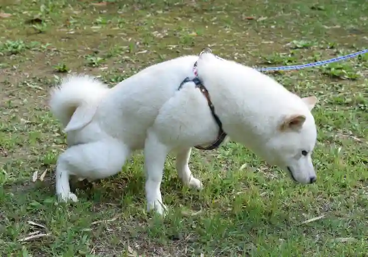 How Long Can A Dog Hold Its Poop After Eating