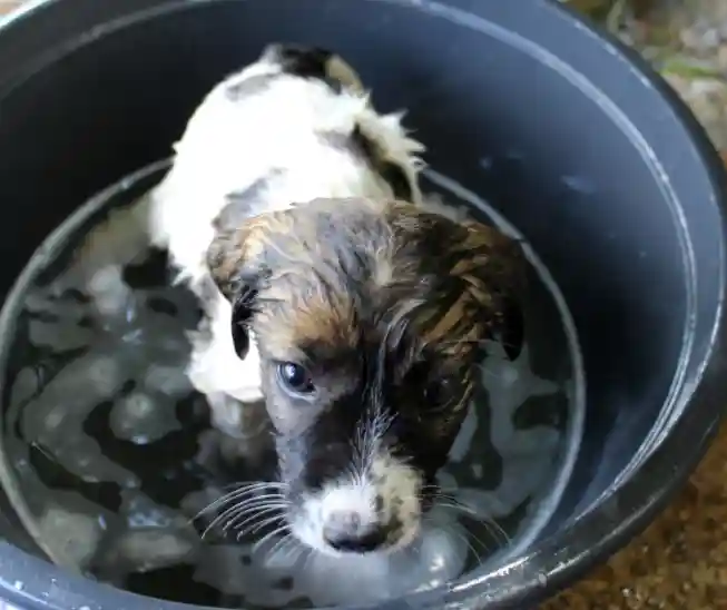 How Often Should A 2-Month-Old Puppy Take A Bath?