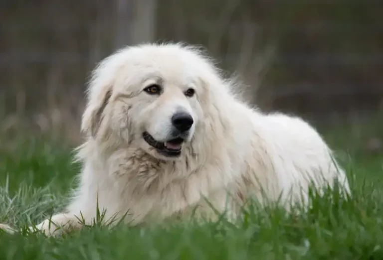 How long does a Great Pyrenees dog live?