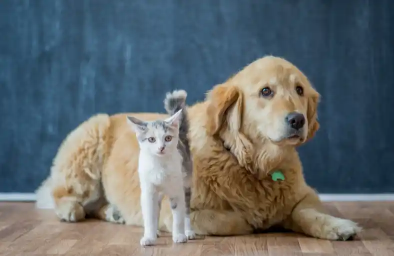 Introduce a dog to an excited cat