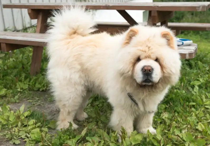 Is A Chow Chow The Most Dangerous Dog