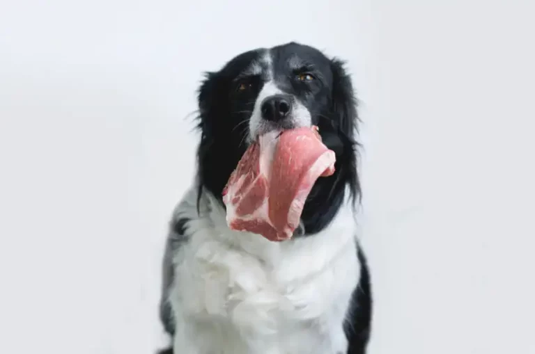 Is It Unhealthy To Feed Your Dog The Fat Off Of Your Steak? [Read 3 Main Reasons]