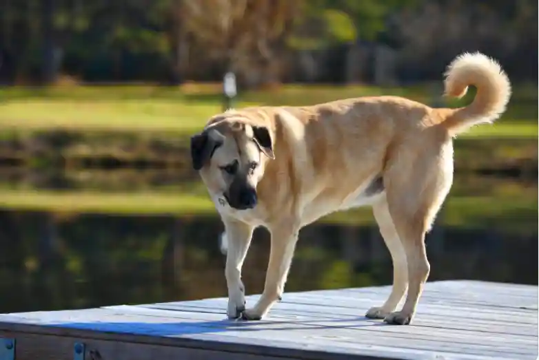 Is Kangal The Strongest Dog In The World