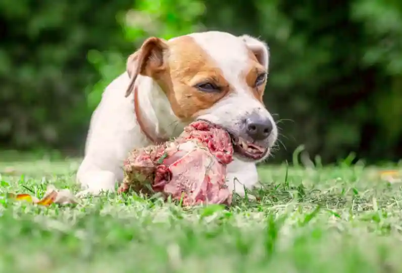 Is Steak Bad For Dogs?