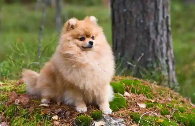 Monthly Expenses Of Taking Care Of A Pomeranian