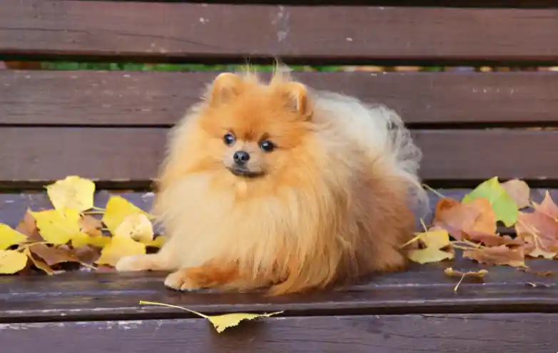 Pros And Cons Of Pomeranian Puppies 