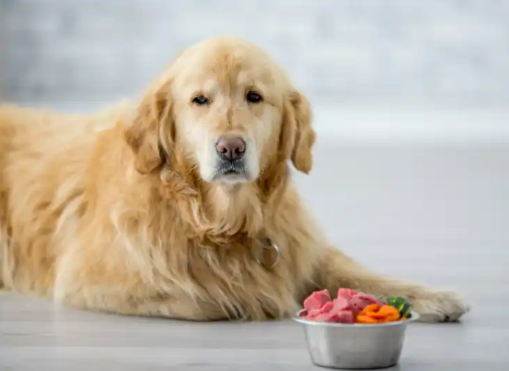 Raw diet for dogs before and after