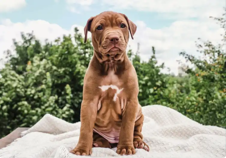 What Are Some Tips To Train 6-Week-Old Pit Bull Puppies?