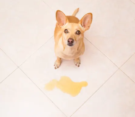 What Causes Bright Yellow Urine In Dogs?