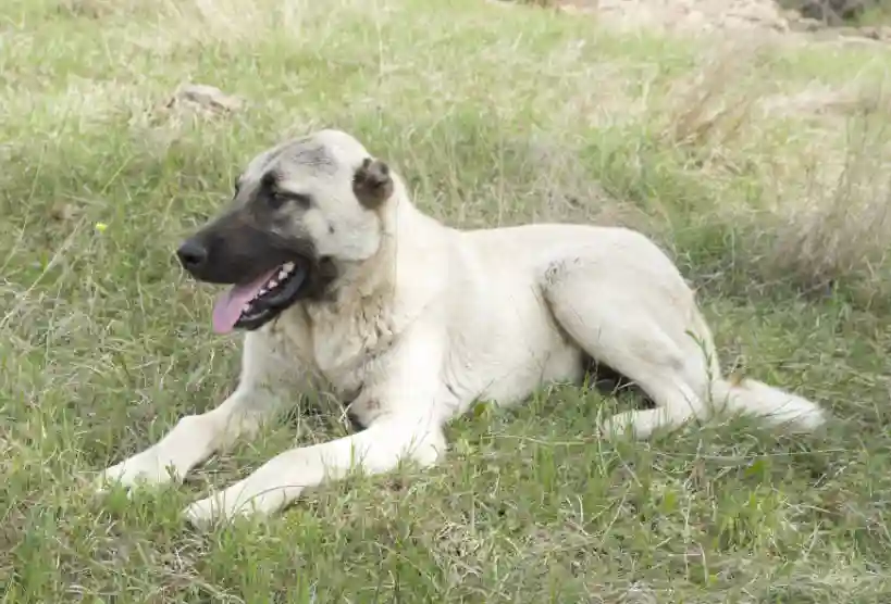 What Dog Can Kill A Kangal