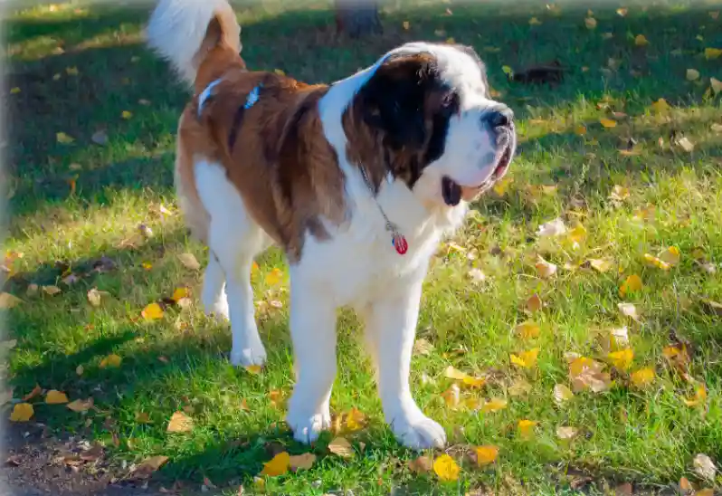 What Kind Of Personality Does St Bernard Have