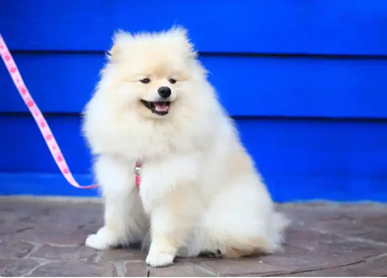 Why Are Pomeranian Puppies So Expensive?