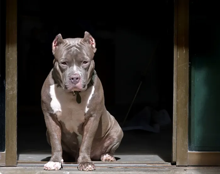Why Are Some Pit Bulls More Muscular Than Others