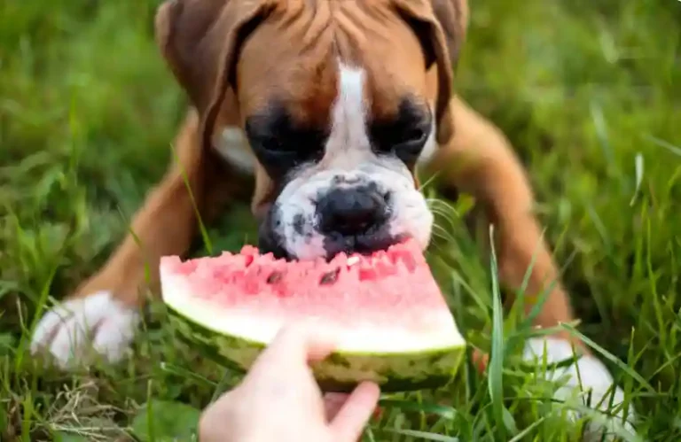 Why Do Dogs Get So Excited For Human Food?