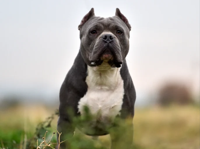 Do People Give Pit Bulls Steroids? [Read Expert Advice]