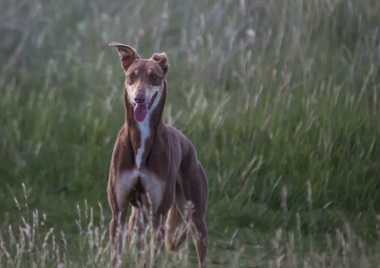 How Do Greyhound and Husky Mix Dogs Behave?