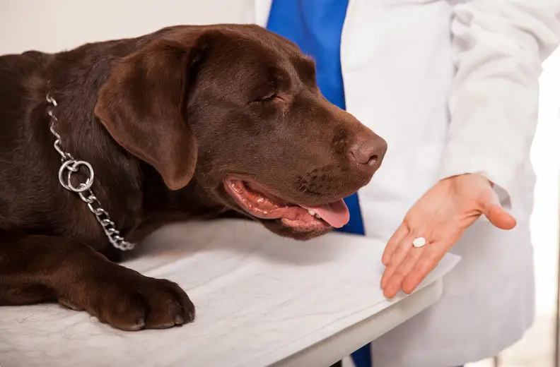 How Is Deworming Beneficial For A Dog