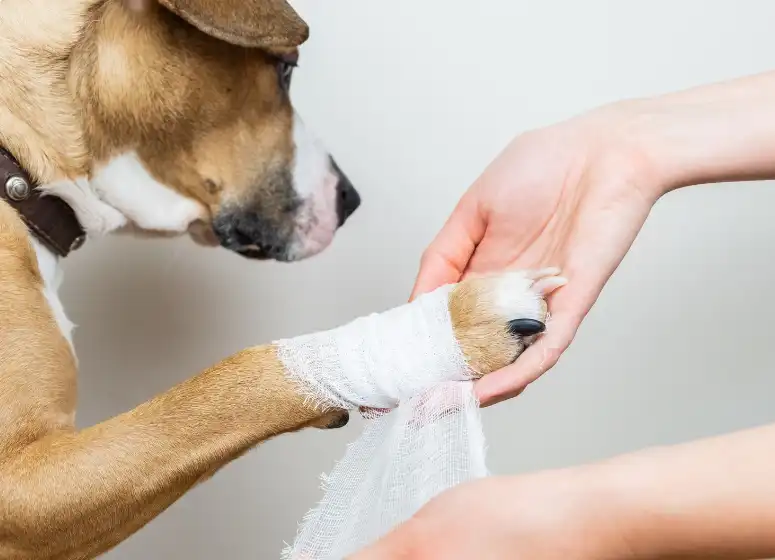 How Long Does It Take For A Dog's Paw Pad To Heal