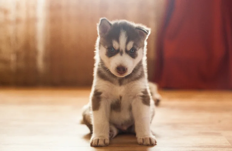 What Is The Demeanor Of an 8-Week-Old Husky Puppy