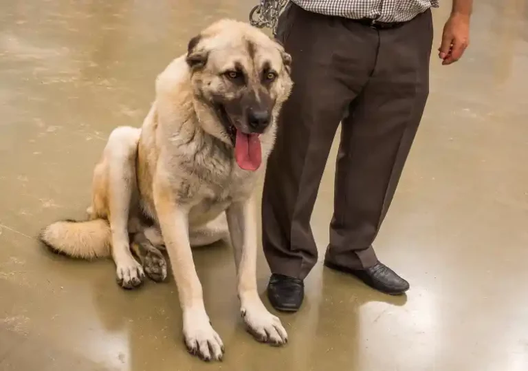 Which Dog Breeds Can Beat A Turkish Kangal?
