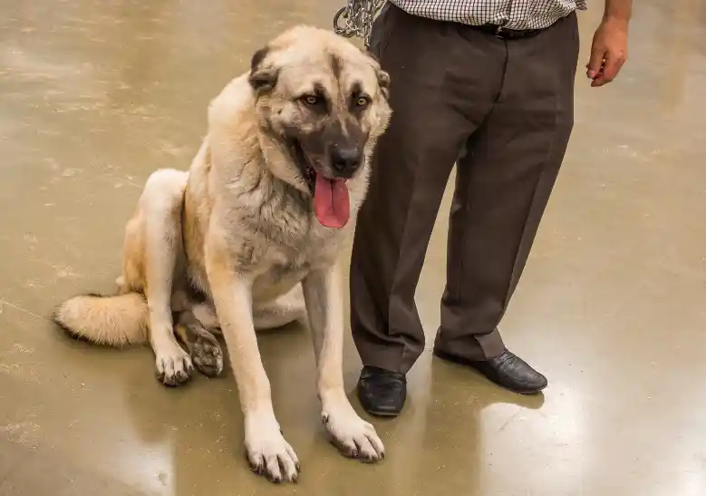 Which Dog Breeds Can Beat A Turkish Kangal