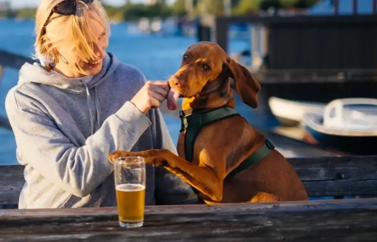 Are dogs attracted to alcohol